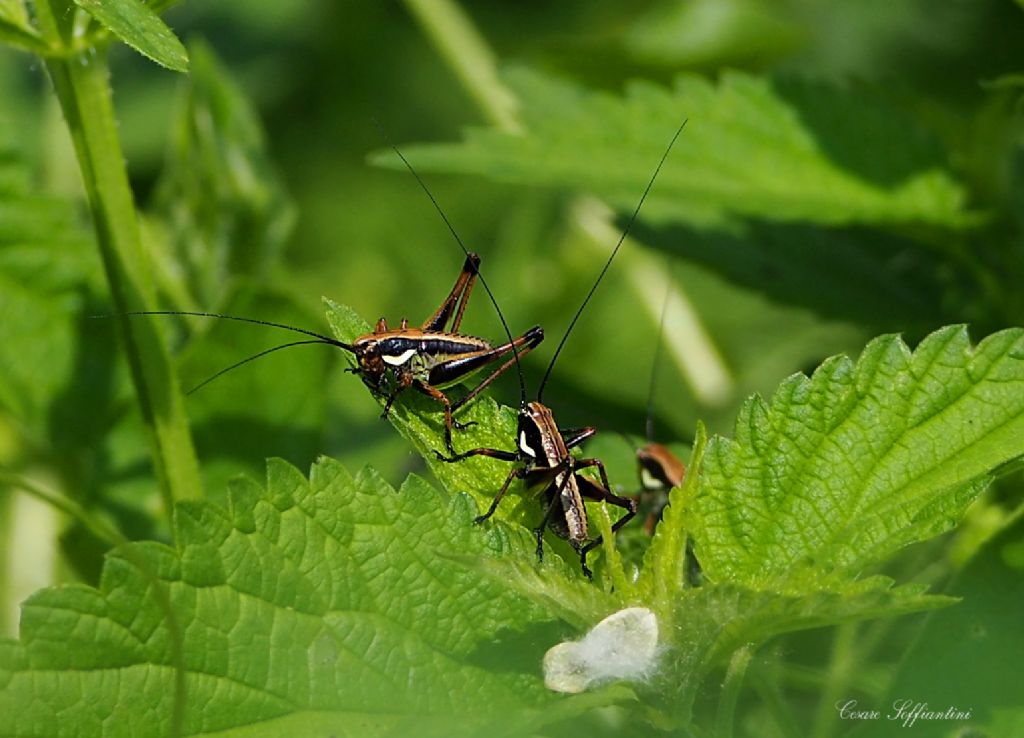 neanide di Tettigoniidae (Eupholidoptera sp. o Pholidoptera sp.)